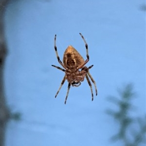 Hortophora transmarina at Hughes, ACT - 27 Dec 2020