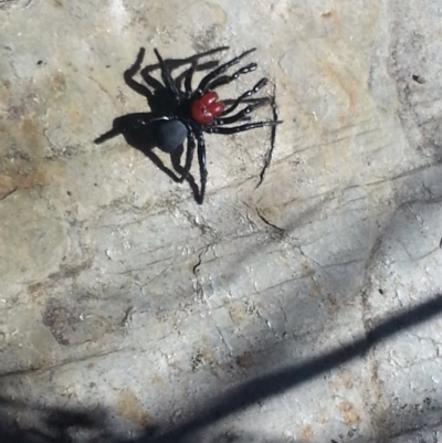 Missulena occatoria (Red-headed Mouse Spider) at Urila, NSW - 30 Aug 2013 by bambararick