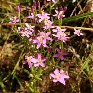 Centaurium tenuiflorum at Cook, ACT - 28 Dec 2020