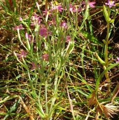 Centaurium tenuiflorum at Cook, ACT - 28 Dec 2020