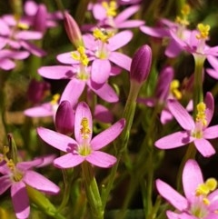 Centaurium tenuiflorum at Cook, ACT - 28 Dec 2020