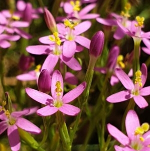 Centaurium tenuiflorum at Cook, ACT - 28 Dec 2020