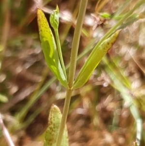 Centaurium tenuiflorum at Cook, ACT - 28 Dec 2020