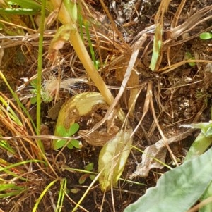 Centaurium tenuiflorum at Cook, ACT - 28 Dec 2020