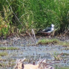 Himantopus leucocephalus (Pied Stilt) at Jerrabomberra Wetlands - 27 Dec 2020 by RodDeb