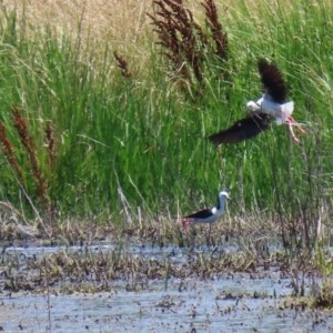 Himantopus leucocephalus at Fyshwick, ACT - 27 Dec 2020