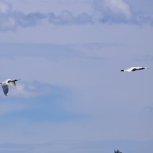 Platalea regia at Fyshwick, ACT - 27 Dec 2020