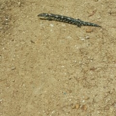 Tiliqua nigrolutea (Blotched Blue-tongue) at Burra, NSW - 21 Nov 2018 by bambararick