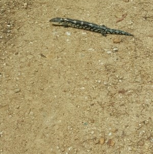 Tiliqua nigrolutea at Burra, NSW - 21 Nov 2018