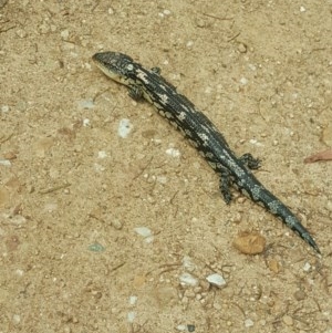 Tiliqua nigrolutea at Burra, NSW - 21 Nov 2018