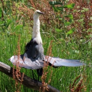 Ardea pacifica at Fyshwick, ACT - 27 Dec 2020