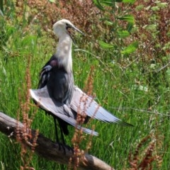 Ardea pacifica at Fyshwick, ACT - 27 Dec 2020