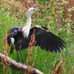 Ardea pacifica at Fyshwick, ACT - 27 Dec 2020