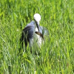 Ardea pacifica at Fyshwick, ACT - 27 Dec 2020