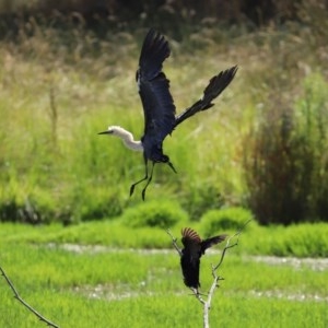 Ardea pacifica at Fyshwick, ACT - 27 Dec 2020