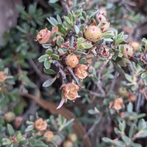 Gaudium multicaule at Currawang, NSW - suppressed