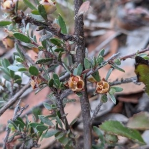 Gaudium multicaule at Currawang, NSW - suppressed