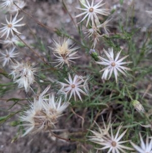 Vittadinia cuneata var. cuneata at Currawang, NSW - suppressed