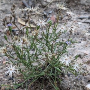 Vittadinia cuneata var. cuneata at Currawang, NSW - suppressed