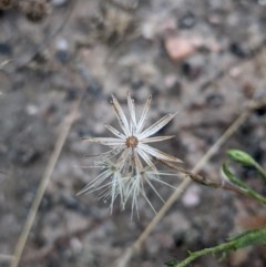 Vittadinia cuneata var. cuneata at Currawang, NSW - suppressed