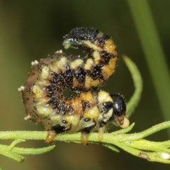 Pergidae sp. (family) (Unidentified Sawfly) at Downer, ACT - 25 Dec 2020 by TimL