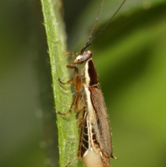 Balta bicolor (A balta cockroach) at Acton, ACT - 18 Dec 2020 by TimL