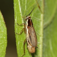 Balta bicolor at Acton, ACT - 18 Dec 2020 12:25 PM