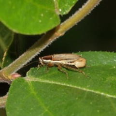 Balta bicolor at Acton, ACT - 18 Dec 2020 12:25 PM