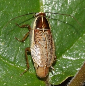 Balta bicolor at Acton, ACT - 18 Dec 2020 12:25 PM