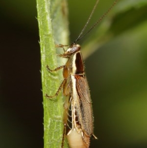 Balta bicolor at Acton, ACT - 18 Dec 2020 12:25 PM