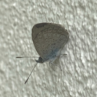 Zizina otis (Common Grass-Blue) at Queanbeyan, NSW - 28 Dec 2020 by Ghostbat