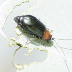 Adoxia benallae (Leaf beetle) at Higgins, ACT - 26 Dec 2020 by AlisonMilton