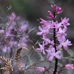 Dipodium roseum (Rosy Hyacinth Orchid) at Tura Beach, NSW - 29 Dec 2020 by KylieWaldon