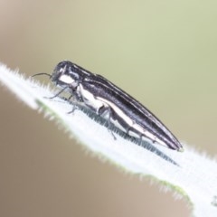 Agrilus hypoleucus (Hypoleucus jewel beetle) at Higgins, ACT - 26 Dec 2020 by AlisonMilton