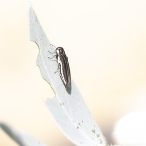 Agrilus hypoleucus at Higgins, ACT - 27 Dec 2020 09:49 AM