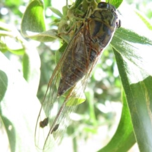 Galanga labeculata at Molonglo Valley, ACT - 28 Dec 2020