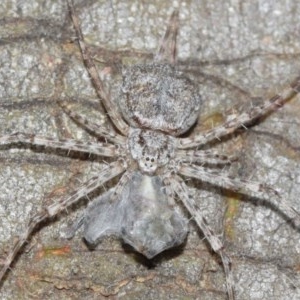 Tamopsis sp. (genus) at Acton, ACT - 14 Dec 2020 12:02 PM