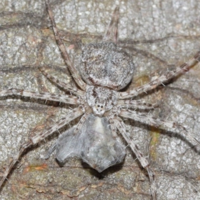 Tamopsis sp. (genus) (Two-tailed spider) at ANBG - 14 Dec 2020 by TimL