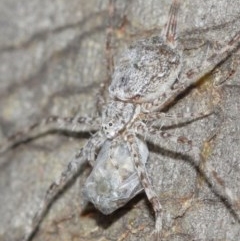 Tamopsis sp. (genus) at Acton, ACT - 14 Dec 2020 12:02 PM