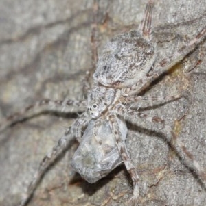 Tamopsis sp. (genus) at Acton, ACT - 14 Dec 2020 12:02 PM