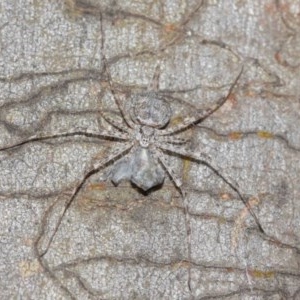 Tamopsis sp. (genus) at Acton, ACT - 14 Dec 2020 12:02 PM