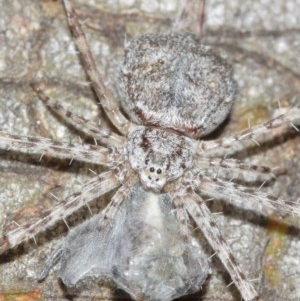 Tamopsis sp. (genus) at Acton, ACT - 14 Dec 2020 12:02 PM