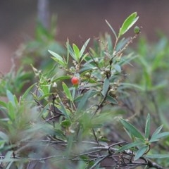 Leucopogon affinis (Lance Beard-heath) at Tura Beach, NSW - 29 Dec 2020 by KylieWaldon