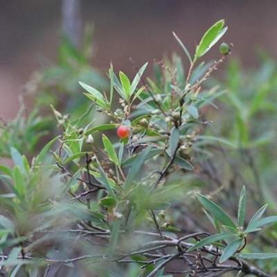 Leucopogon affinis (Lance Beard-heath) at Tura Beach, NSW - 29 Dec 2020 by KylieWaldon