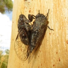 Myopsalta bassiana (Bassian Buzzer) at Bruce, ACT - 28 Dec 2020 by Christine