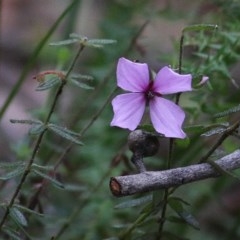 Tetratheca thymifolia (Black-eyed Susan) at Tura Beach, NSW - 28 Dec 2020 by Kyliegw