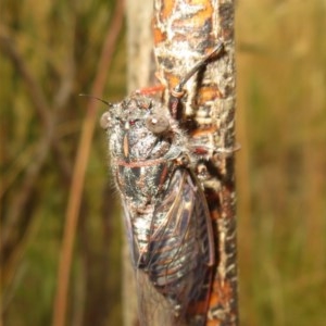 Atrapsalta furcilla at Bruce, ACT - 28 Dec 2020