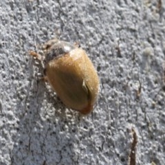 Coccinellidae (family) (Unidentified lady beetle) at Higgins, ACT - 27 Dec 2020 by AlisonMilton