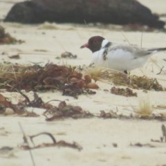 Charadrius rubricollis (Hooded Plover) at Ulladulla, NSW - 15 Dec 2020 by tomtomward