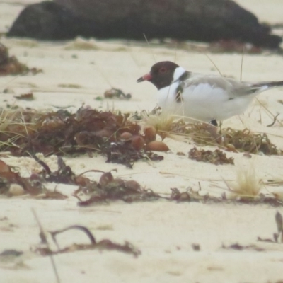 Charadrius rubricollis (Hooded Plover) at Ulladulla, NSW - 14 Dec 2020 by tomtomward